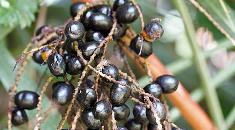 Can an Enlarged Prostate Benefit from Saw Palmetto? Here's What the Skepticism and Science Say - The health and fitness site designed to be your personal trainer, nutritionist and life coach all rolled into one.