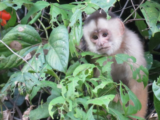 Peru Amazon Tours Puerto Maldonado | From Lima