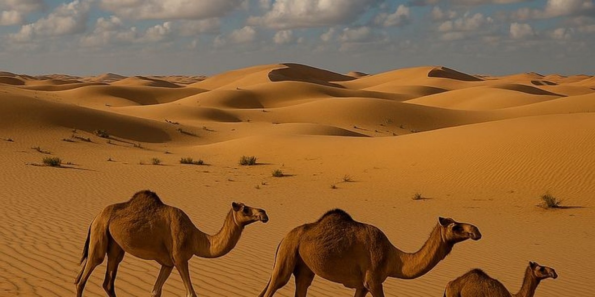 Dune Buggy Rental Dubai – Conquer the Sands in Style