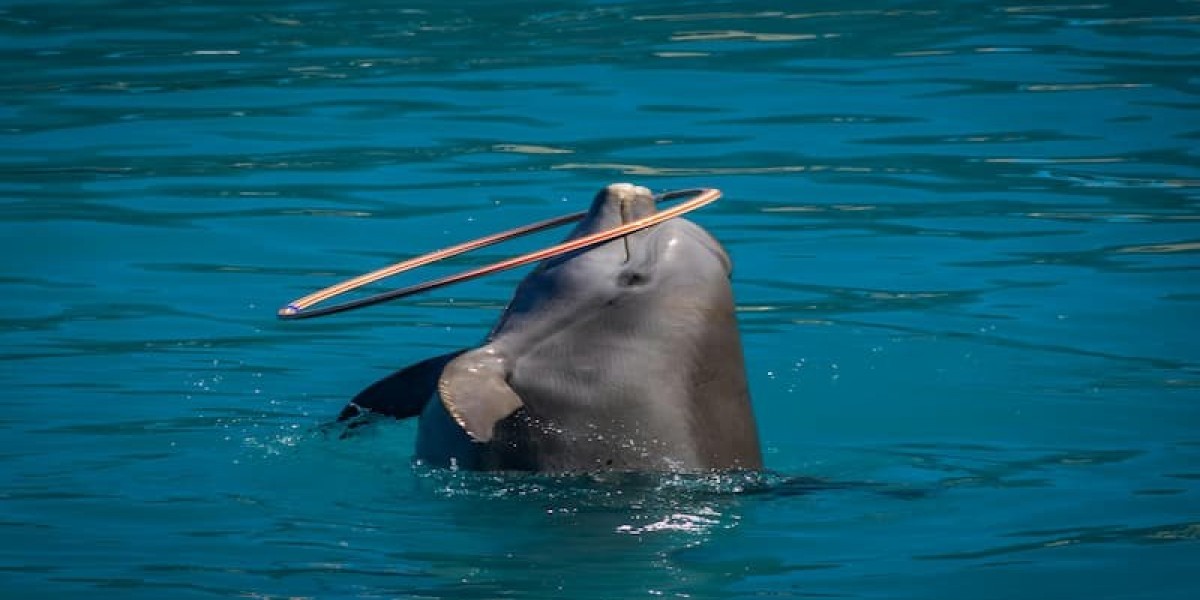 What to Expect from the Dolphin & Seal Show in Dubai