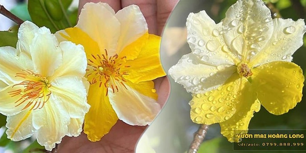Cách Chăm Sóc Cây Mai Chiếu Thủy